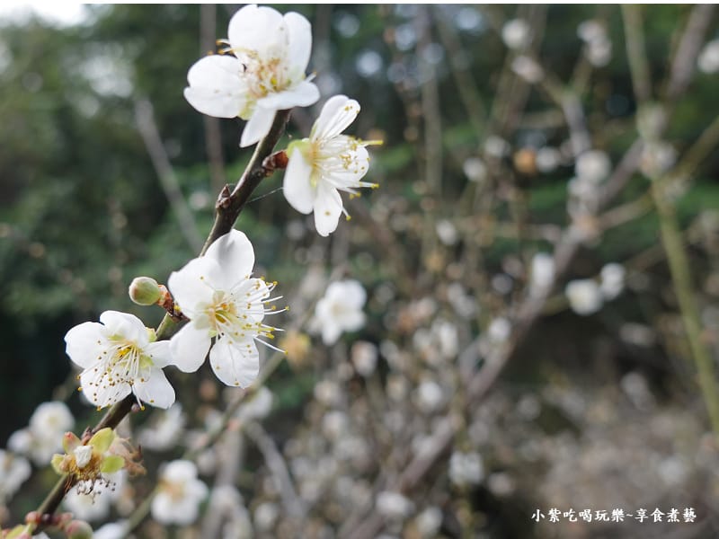 台中-新社梅花隧道 (20).jpg 台中-新社梅花隧道 (20).jpg