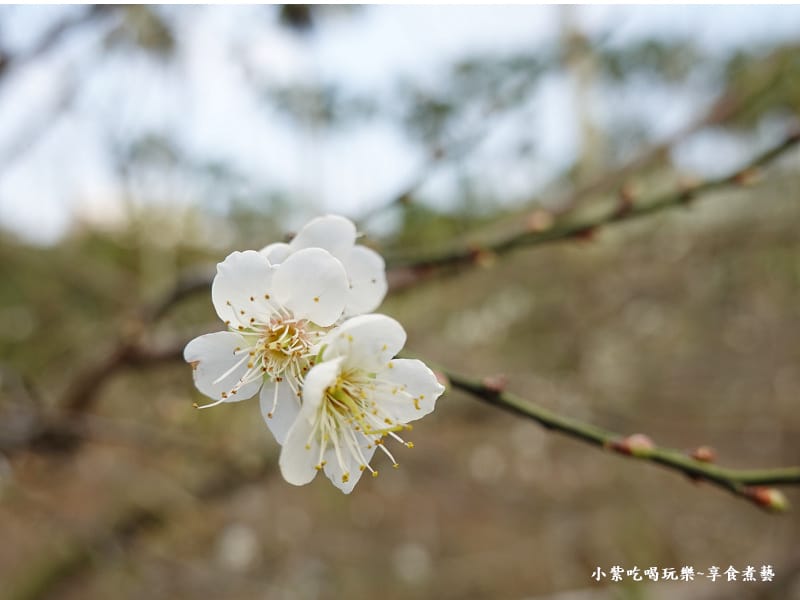 台中-新社梅花隧道 (13).jpg 台中-新社梅花隧道 (13).jpg