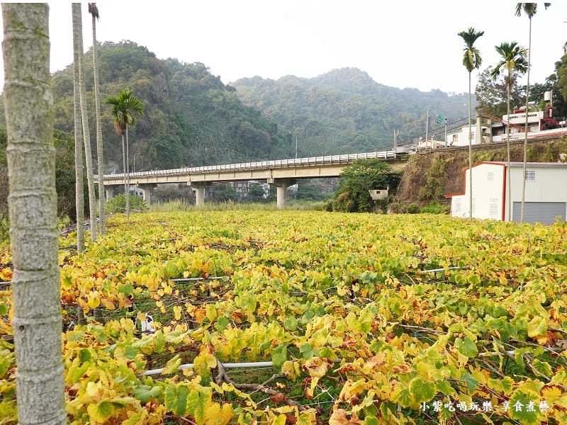 新社梅花隧道路口葡萄園.jpg 新社梅花隧道路口葡萄園.jpg
