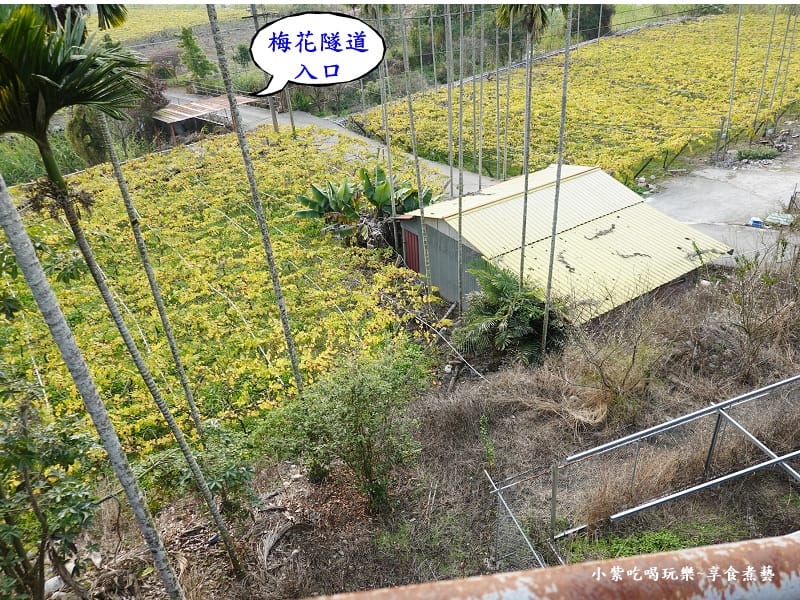 台中-新社梅花隧道 (2).jpg 台中-新社梅花隧道 (2).jpg