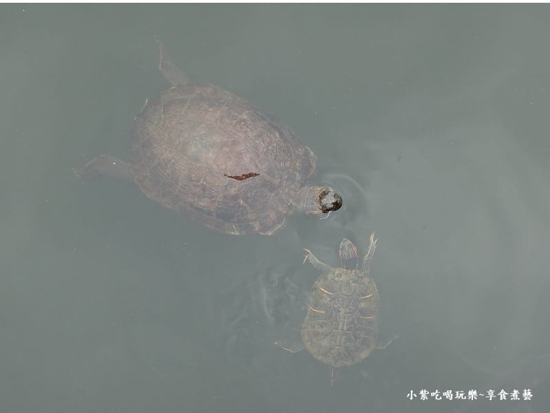 4月-中原生態埤塘公園 (6).jpg 4月-中原生態埤塘公園 (6).jpg