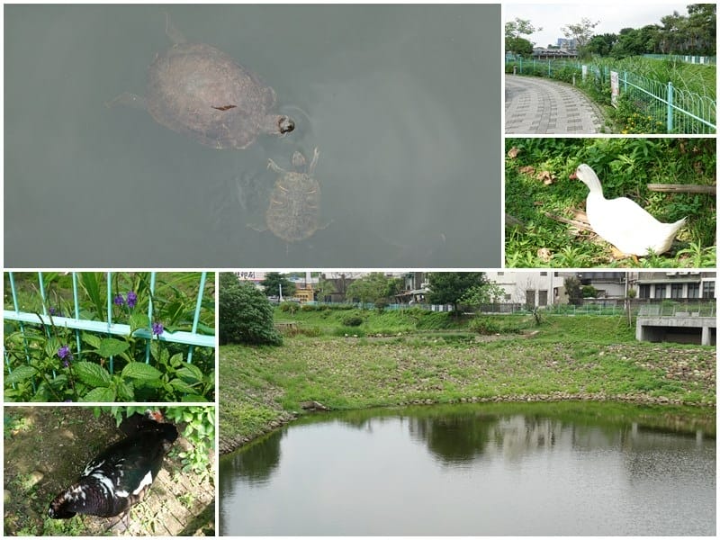 421中原生態埤塘公園1.jpg 421中原生態埤塘公園1.jpg
