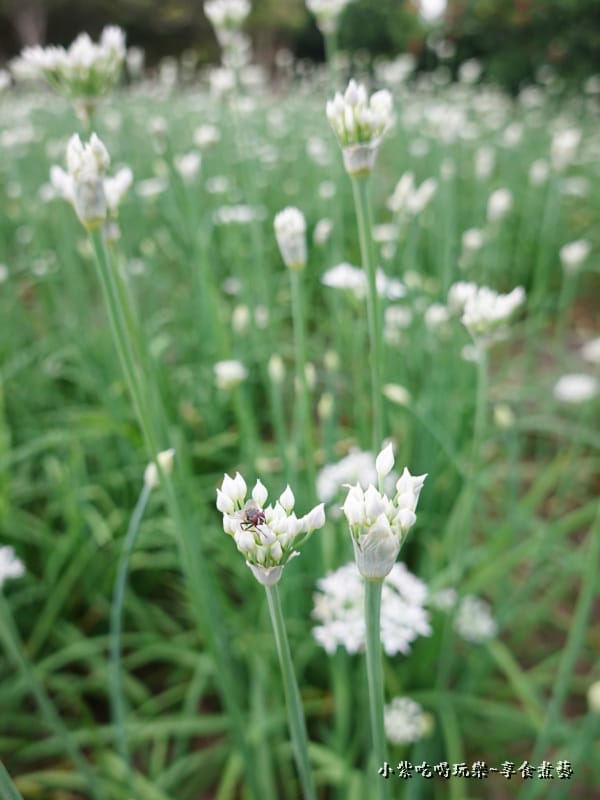 第一區韭菜花田-2024大溪韭菜花季 (5).jpg