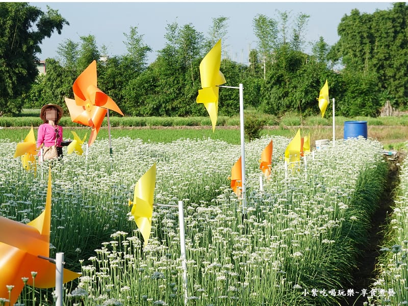 第5區韭菜花田-2024大溪韭菜花季 (5).jpg