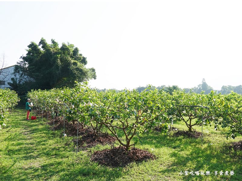 藍家友善農場-2024大溪韭菜花季 (2).jpg