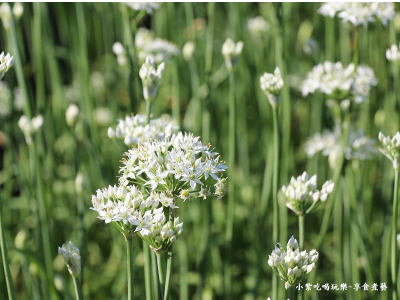 2024中新里韭菜花季 (7).jpg