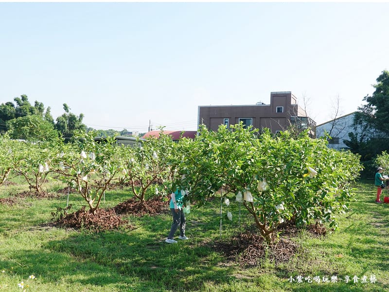 藍家友善農場-2024大溪韭菜花季 (1).jpg