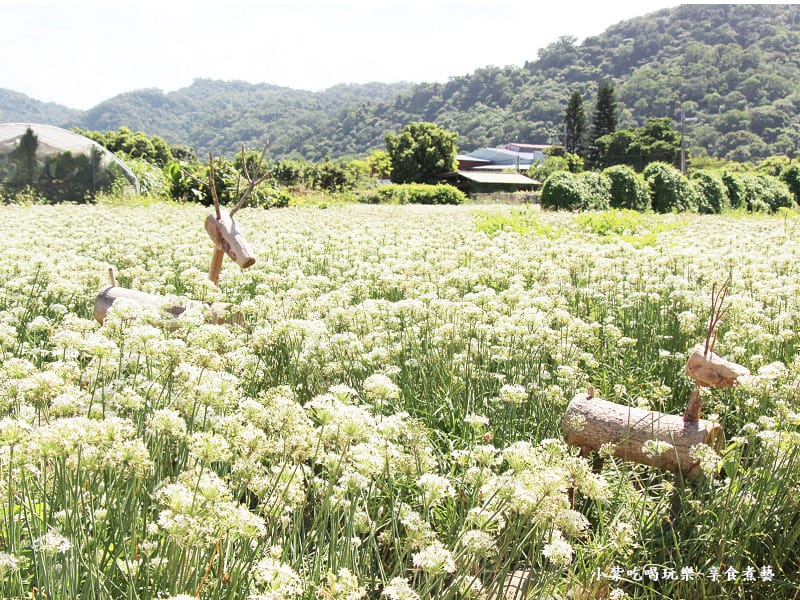 第6區-2024大溪韭菜花節 (2).jpg
