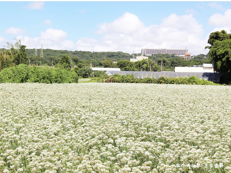 第2區已盛開-2024大溪韭菜花節 (1).jpg