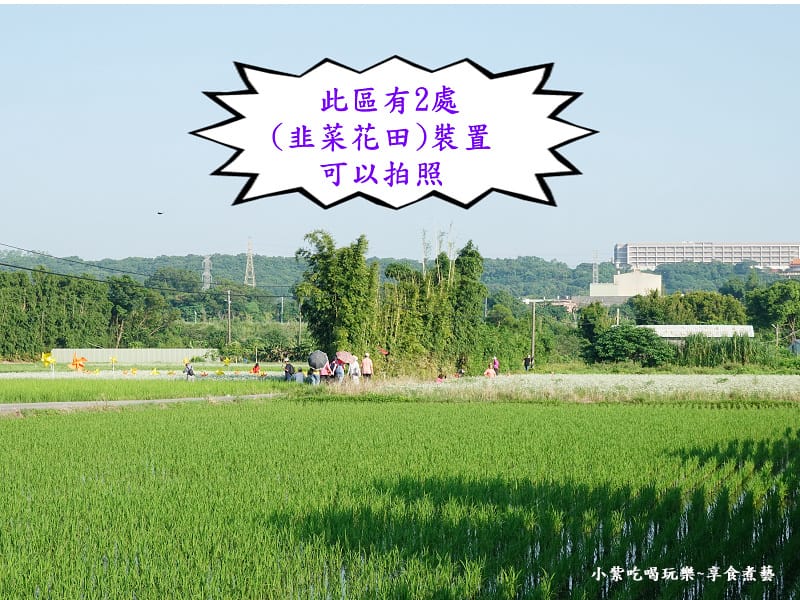 第5區韭菜花田-2024大溪韭菜花季 (6).jpg
