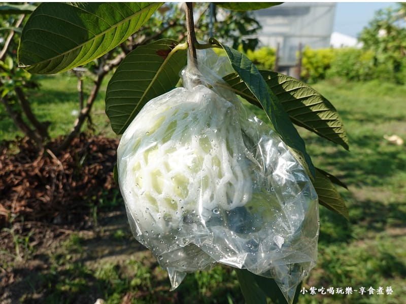藍家友善農場-2024大溪韭菜花季 (3).jpg