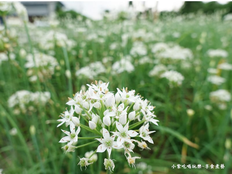 第5區韭菜花田-2024大溪韭菜花季 (1).jpg