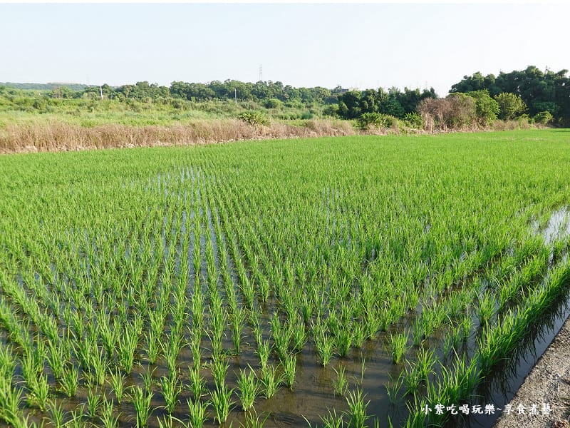 2024中新里韭菜花季 (1).jpg