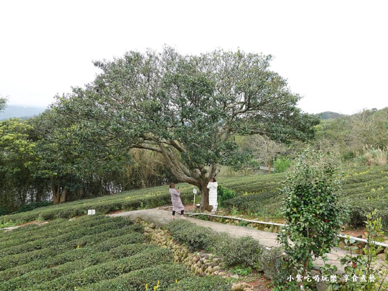 葉家茶園金城武樹-2025龍潭魯冰花季 (2).jpg