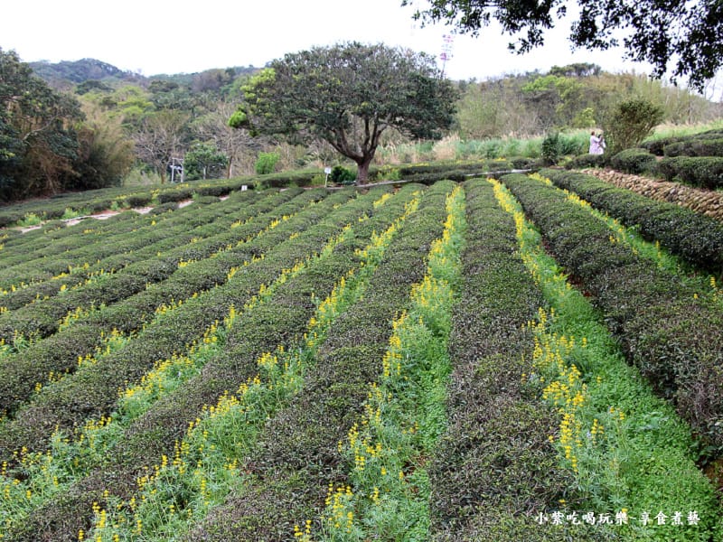 2025龍潭魯冰花季-葉家茶園區 (4).jpg