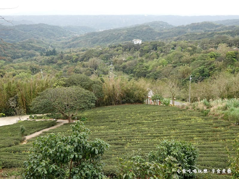 葉家茶園觀景台景色-2025龍潭魯冰花季 (1).jpg