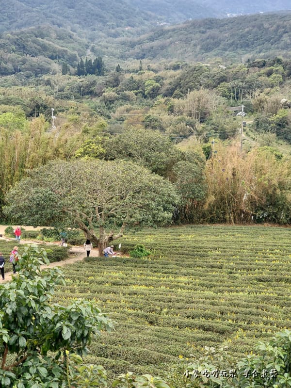 葉家茶園金城武樹-2025龍潭魯冰花季 (1).jpg