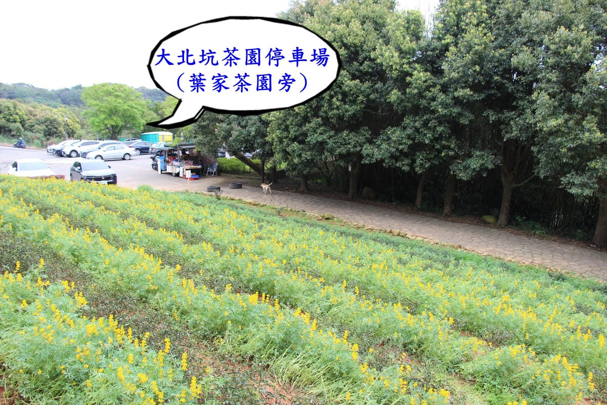 大北坑茶園停車場-葉家茶園旁.JPG