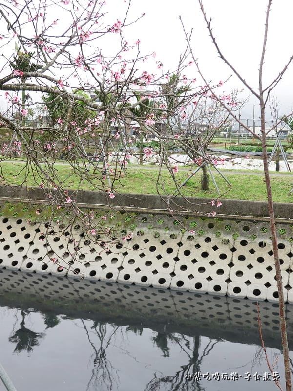 七排二路至三路(昭和櫻)-羅莊櫻花步道 (4).jpg