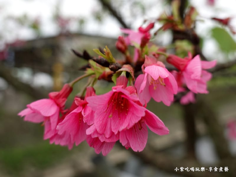 山櫻花-羅莊櫻花步道 (1).jpg