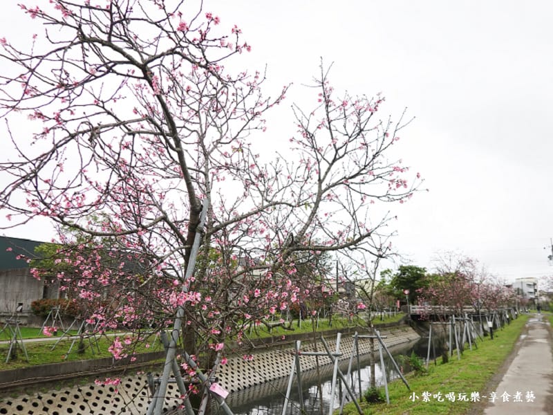 七大排三路橋後段的吉野櫻與香水櫻-羅莊櫻花步道 (12).jpg