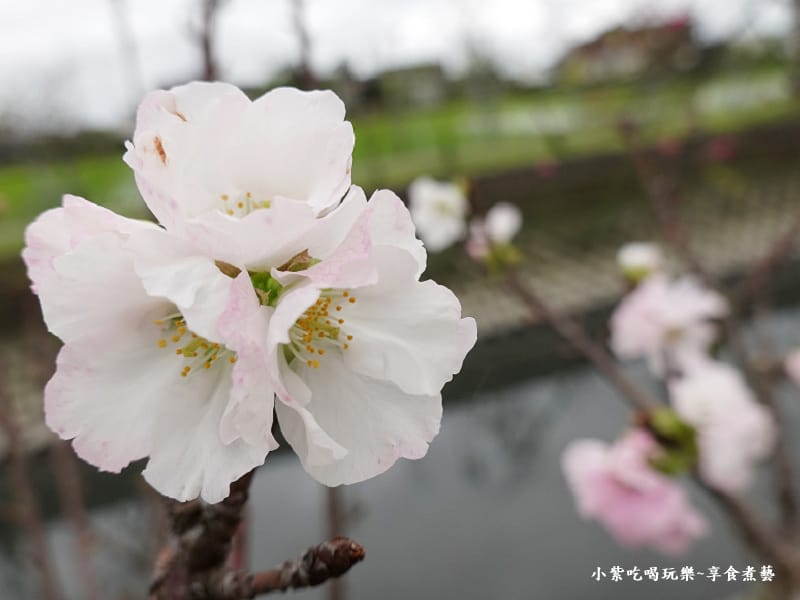羅莊櫻花步道-墨染櫻 (18).jpg