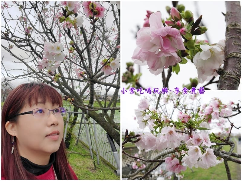 羅莊櫻花步道-墨染櫻 (6).jpg