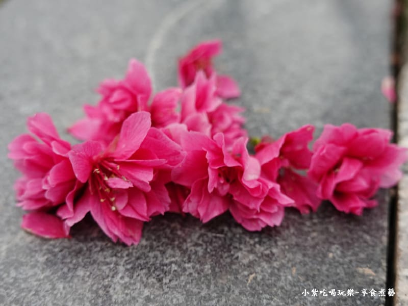 重瓣八重櫻-羅莊櫻花步道 (1).jpg