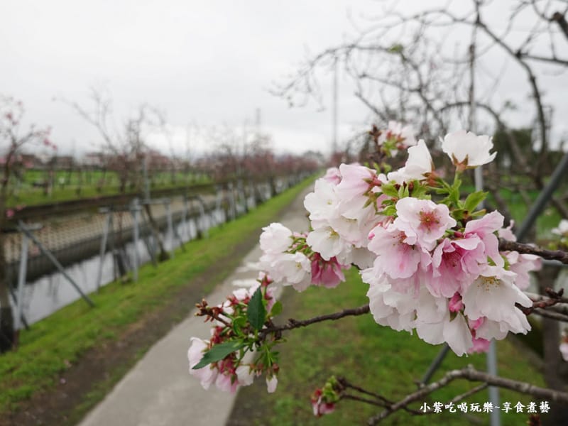 羅莊櫻花步道-墨染櫻 (14).jpg