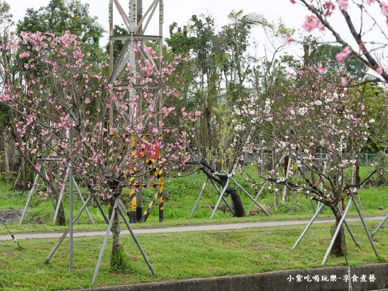 七大排三路橋後段的吉野櫻與香水櫻-羅莊櫻花步道 (7).jpg