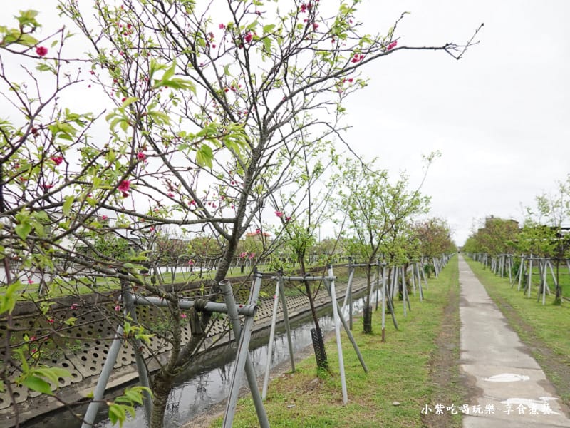 羅莊一街到七大排二路橋-羅莊櫻花步道 (3).jpg