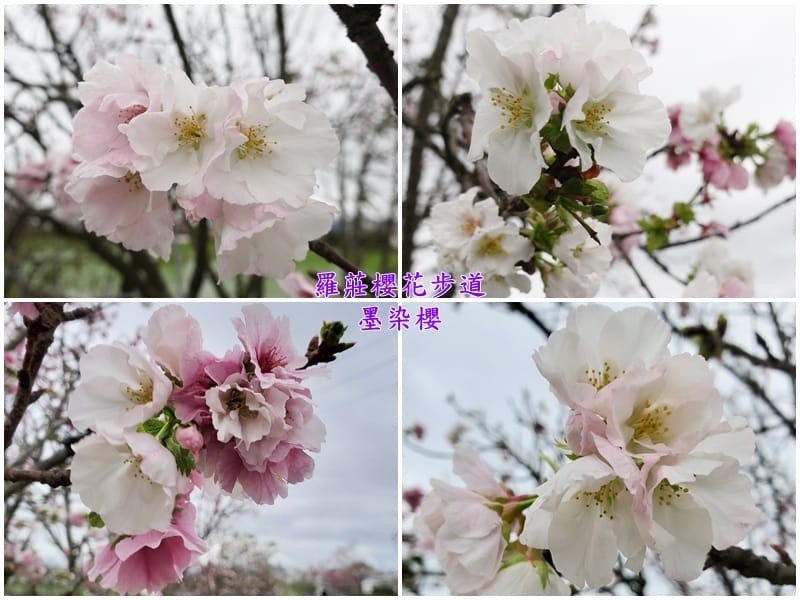 羅莊櫻花步道-墨染櫻 (1).jpg