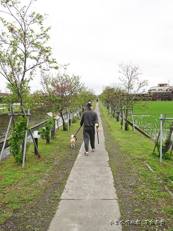 羅莊一街到七大排二路橋-羅莊櫻花步道 (2).jpg
