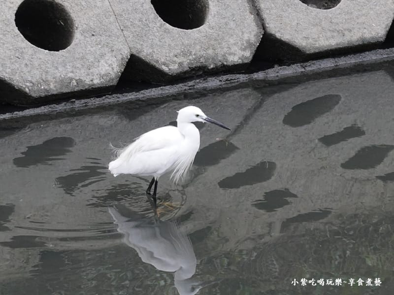 白鷺鷥-羅莊櫻花步道 (1).jpg