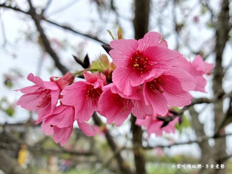 山櫻花-羅莊櫻花步道 (2).jpg