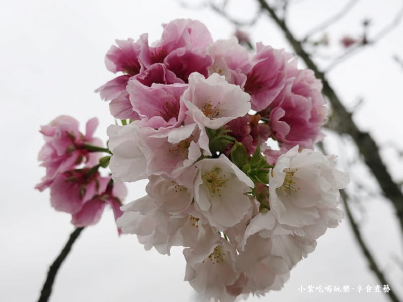 羅莊櫻花步道-墨染櫻 (4).jpg