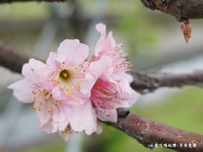 七排二路至三路(香水櫻)-羅莊櫻花步道.jpg
