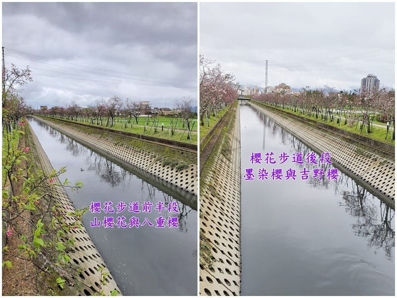 羅東-羅莊櫻花步道(櫻花品種).jpg