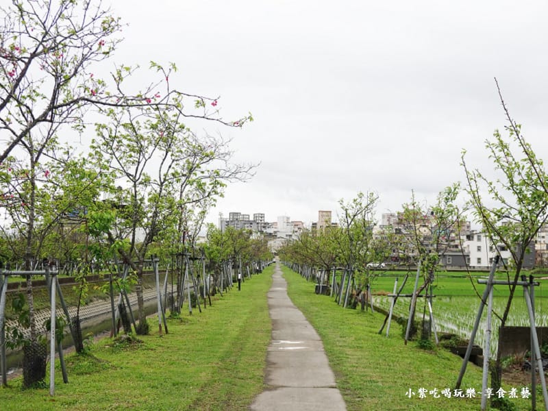 羅莊一街到七大排二路橋-羅莊櫻花步道 (9).jpg