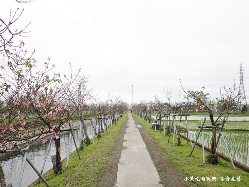羅莊櫻花步道-墨染櫻 (13).jpg
