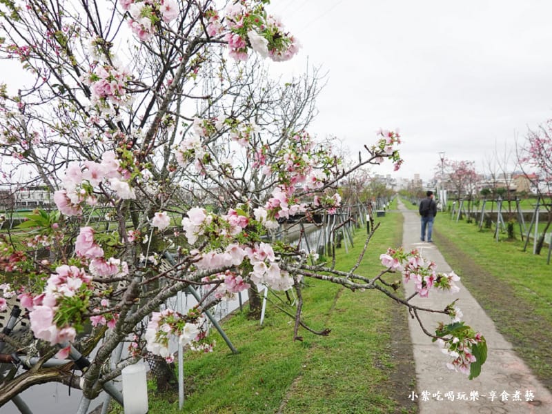 羅莊櫻花步道-墨染櫻 (17).jpg