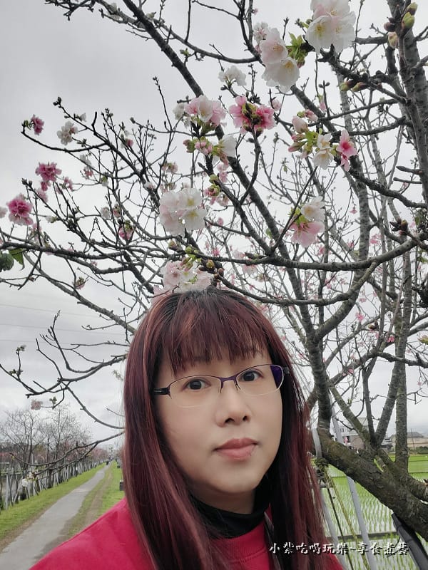 羅莊櫻花步道-墨染櫻 (2).jpg