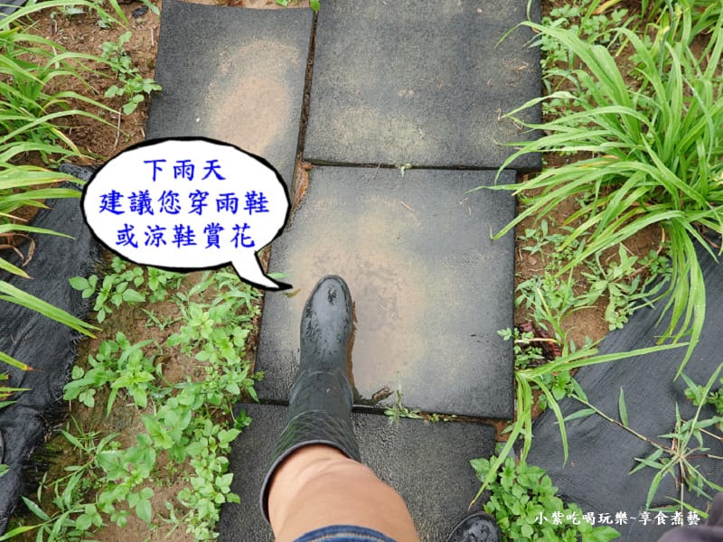 下雨天易泥濘-2025百吉金針花海.jpg 下雨天易泥濘-2025百吉金針花海.jpg