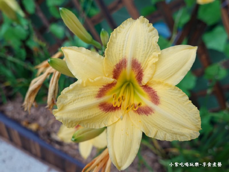 特殊品種金針花-百吉金針花 (2).jpg 特殊品種金針花-百吉金針花 (2).jpg