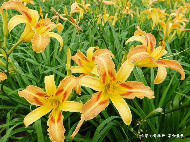 大溪-百吉休閒農業體驗園區遊客中心 (11).jpg 大溪-百吉休閒農業體驗園區遊客中心 (11).jpg