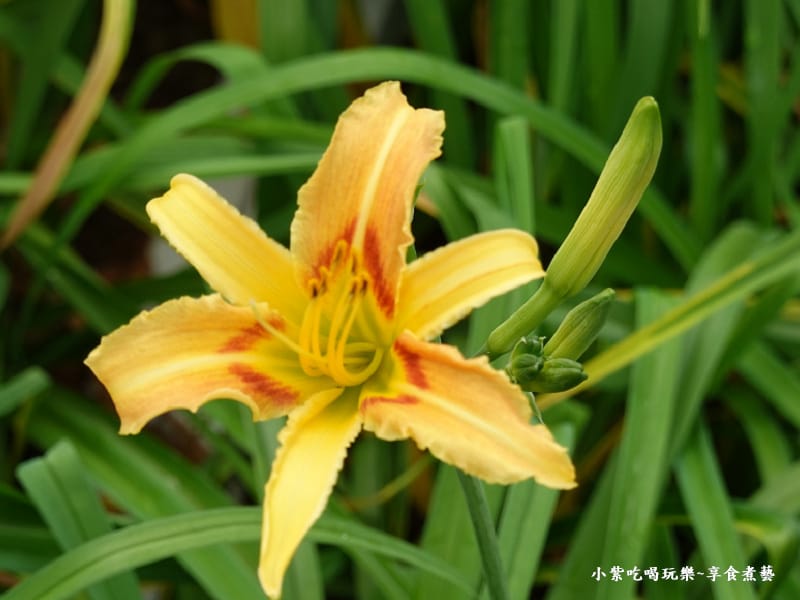 大溪-百吉休閒農業體驗園區遊客中心 (10).jpg 大溪-百吉休閒農業體驗園區遊客中心 (10).jpg