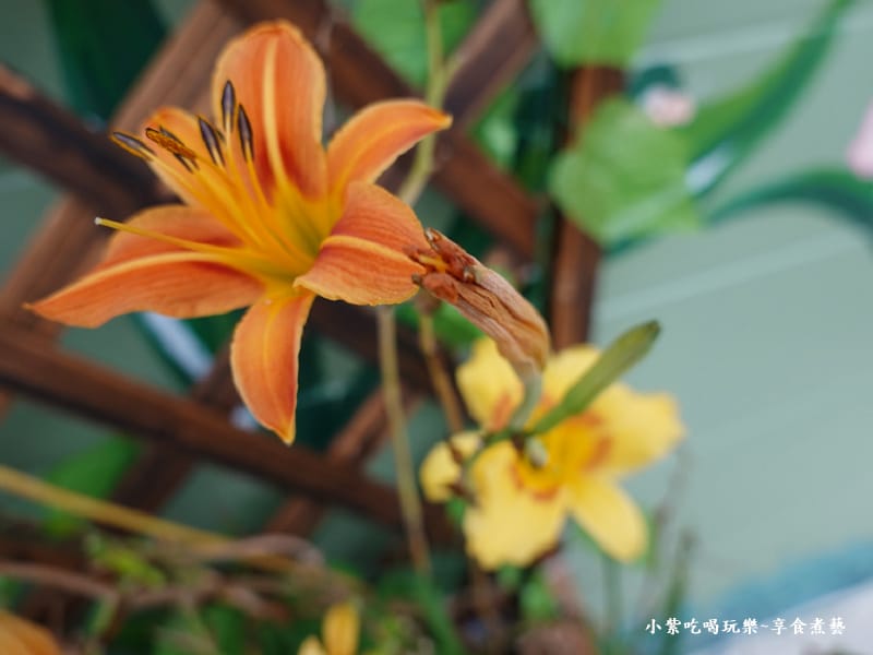 特殊品種金針花-百吉金針花 (3).jpg 特殊品種金針花-百吉金針花 (3).jpg