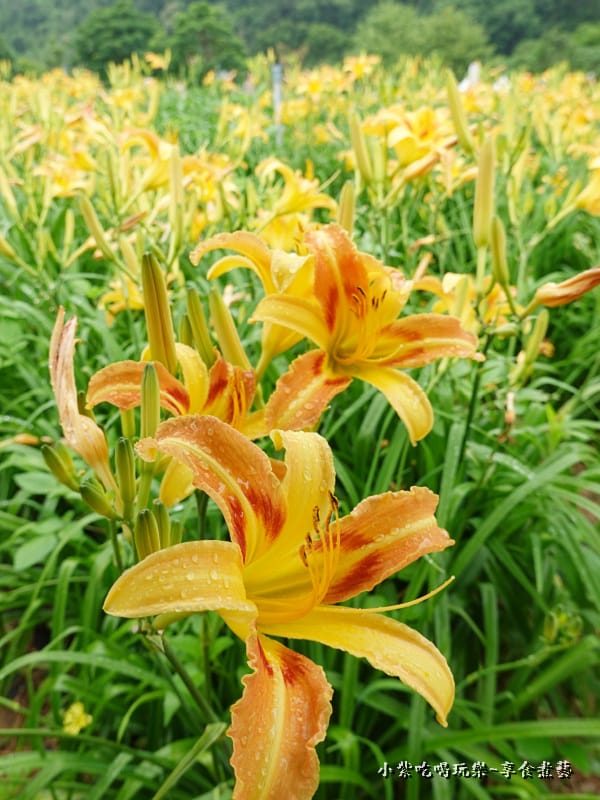 大溪-百吉休閒農業體驗園區遊客中心 (13).jpg 大溪-百吉休閒農業體驗園區遊客中心 (13).jpg