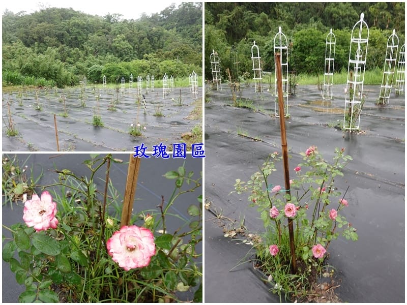 玫瑰園區-百吉休閒農業區遊客中心 (2).jpg 玫瑰園區-百吉休閒農業區遊客中心 (2).jpg
