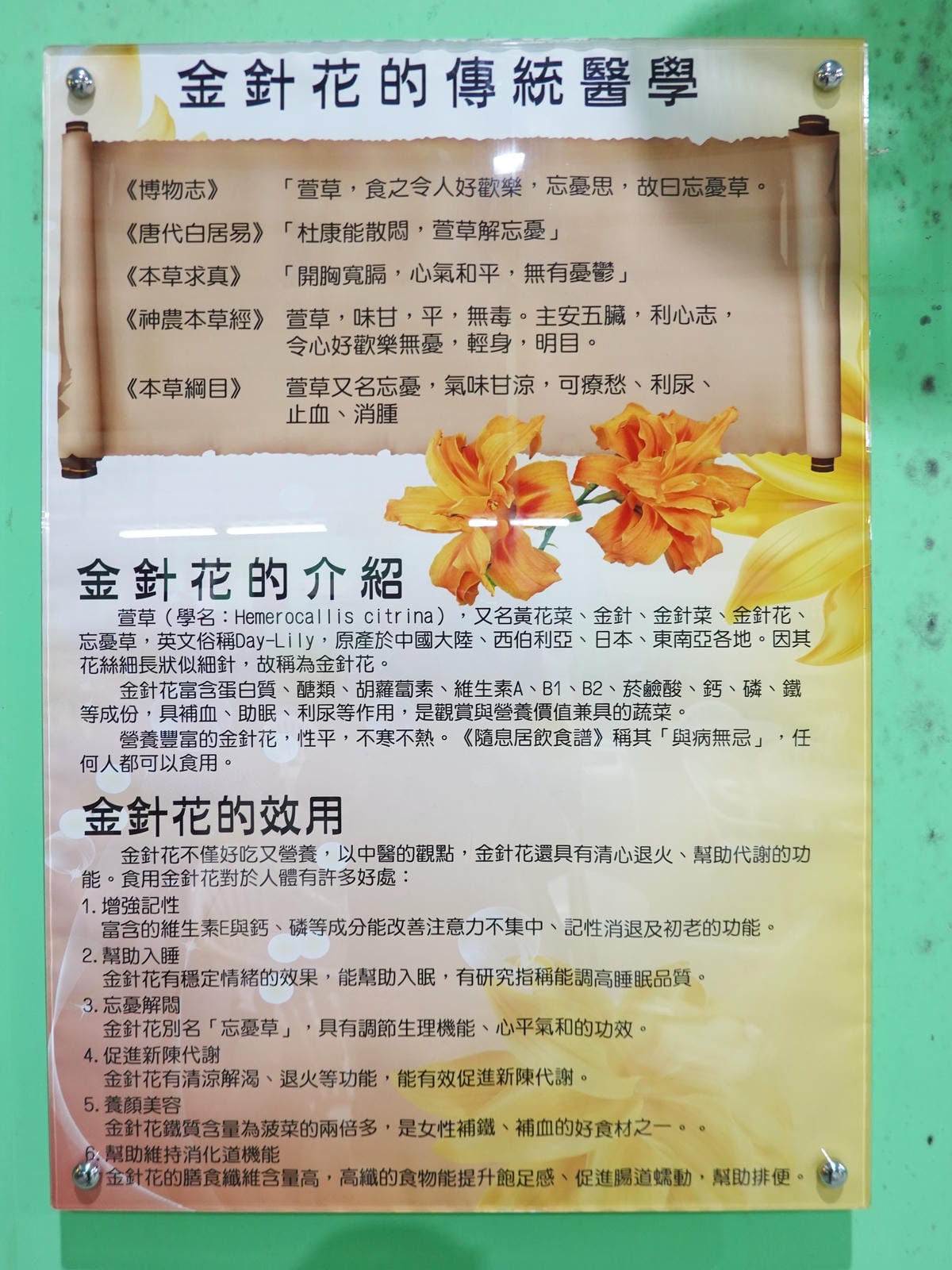 金針花傳統醫學介紹-百吉金針花.JPG 金針花傳統醫學介紹-百吉金針花.JPG